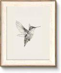 Astrdecor Hummingbird Wall Art Prints Vintage Black And White Bird Sketch Painting Picture Rustic Neutral Decor Canvas Wall Deco