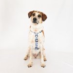 Dog Harness Oopsie Daisy - Small