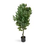 Ficus Tree In Pot