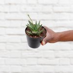 Ox Tongue Plant - Rosette - 9CM Nursery Pot