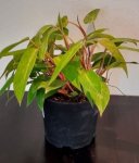 Painted Lady Philodendron - In 20CM Nursery Pot