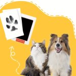 1 2 3PCS Inkless Paw Print Kit Dog Paw Print Kit Dog Nose Print Kit Clean Touch Ink Pads And Imprint Cards Pet Paw Print Impress
