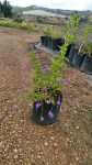 Duranta Sapphire Showers 10LT