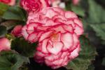 Begonia Nonstop Rose Petticoat Seed - 10 Pelleted Seed