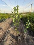 Viburnum Sinensis 10LT