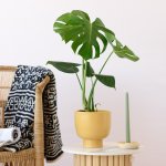 Delicious Monster - 15CM In Mustard Shing Planter