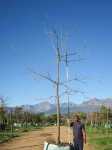 Carya Illinoinensis Pecan Nut 1000LT