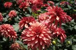 Dahlia Terrace – “rock ‘n Roll” Bulbs