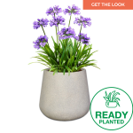 Planted Colorado Sun - Agapanthus Charcoal