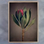 Red Protea 1 Art Print - A3 Framed Canvas With Natural Wood Frame