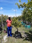 Lime Tree – Keifer Thai 70LT