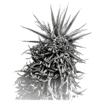Aloe Bw Art Print - A1