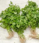 Coriander Bunch Gh