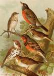 DIE Nordamerikanische Vogelwelt 2 Art Print - A4