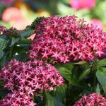 Pentas Glitterati Red Star Seed - 10 Pelleted Seed