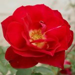 Carmine Panarosa Rose 5LT