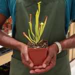 Trumpet Pitcher Sarracenia 'phumesa' - Small To Medium Plant. 7.5CM Plastic Container.