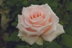 Karen Gardelli Hybrid Tea Rose 5LT