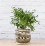 Love Palm - Extra Large - In Zuzu Palm Leaf Basket