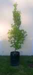 Apodytes Dimidiata 20LT