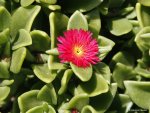 Aptenia Cordifolia 4LT