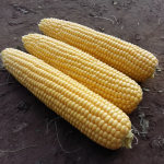 Sweetcorn Overland Seed - 30 Raw Seed