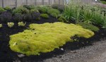 Sagina Subulata Scotch Moss Aurea 15CM Pot