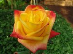 Sun City Hybrid Tea Rose 5LT