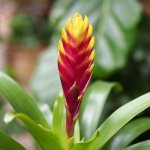 Bromeliad Vriesea - Red With Yellow Tips - 14CM Nursery Pot