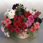 Petunia S cascade Mix Seed - 5000 Pelleted Seed
