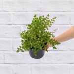 Button Fern - 12CM Nursery Pot