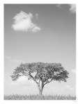 Camel Thorn Art Print - A2