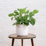 Prayer Plant - Kerchoveana - In White Matt Ceramic Planter