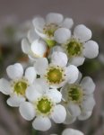 Geraldton Wax Janelle 15CM Pot