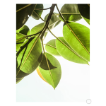 Lime Light Art Print - A4