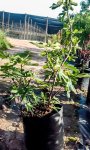 Adams Fig Tree 40LT