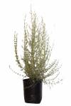 Buddleja Saligna Shrub 20LT