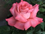 Touch Of Class Hybrid Tea Rose 5LT