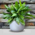 Flute Round Japi Planter White - Large