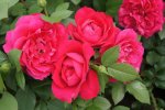 Not Simply Pink Rose 5LT