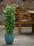 Basil Everleaf Emerald Tower Seedlings - 5 Plug Plants