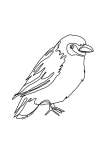 Cape Weaver Bird Single Line Art Print - A4