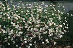 Erigeron Profusion Seed - 100 Raw Seed