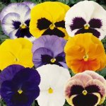 Pansy Matrix Mix Seed - 500 Raw Seed