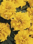 Marigold Bonanza Gold Seed - 50 De-tailed Seed