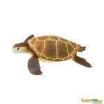 Sea Life Green Sea Turtle