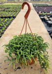 Crassula Muscosa “watch Chain” 21CM H b