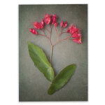 Foraged 3 Art Print - A4 No Frame Print Only