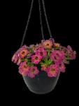 Calibrachoa Assorted 21CM H b