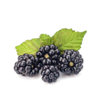 Boysenberry Concentrate - 10ML